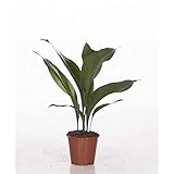 Aspidistra Elatior 50 cm - Schusterpalme/Metzgerpalme - Robuste Zimmerpflanze für pflegeleichte...