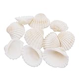 100 Stück natürliche Muscheln kleine weiße Muscheln Bulk für Heimdekorationen Strand Thema Party...