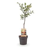 GreenboutiQ - Obstpflanze - Pflaumenbaum - Prunus domestica Victoria - Rote Pflaume - Topf 21cm...