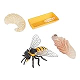 Gatuida Teiliges Bienen Wachstumszyklus Modell Pädagogisches Simulation Bienen für Realistisches...