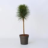 Plant in a Box - Pinus 'Sommerwind' - Zwergkiefer - Kugelförmig - Grüne Nadeln - Topf 24cm - Höhe...