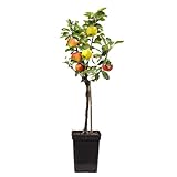 Plant in a Box - Trio-Apfelbaum - 3 Apfelsorten an 1 Baum - Malus Elstar, Malus Jonagored, Malus...