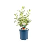 Cola Strauch Cola Pflanze Artemisia abrotanum im 11 cm Topf, aromatischer Geschmack