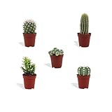 DutchLeafs Mini-Kakteen Mix 5 Stück Verschiedene Kakteen - Topf 5,5 cm - Kleine Pflanzen Mischung...