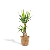 Hello Plants Zimmerpflanze XL Yucca mit Korb Palmlilie 100 cm hoch, ø21 cm - Luftreinigende Große...