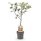 GreenboutiQ - Obstpflanze - Pflaumenbaum - Prunus domestica Opal - Gelb Rote Frucht - Topf 21cm...