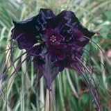 Fledermausblume Schwarze Schläger-Blume 20 Samen