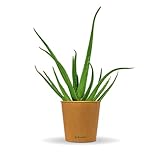 Bloomify® Aloe Vera Pflanze 'Alfonso' | 50-75 cm hohe echte Aloe Vera für Kübel, Balkon oder als...