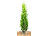 Edel Thuja Smaragd immergrüner Lebensbaum Heckenpflanze Zypresse im Topf gewachsen 60-80 cm (1...