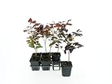 Blutbuche (Fagus sylvatica 'Atropunicea') 40–60 cm inkl. Topf – Rote Buche, Ziergehölz,...