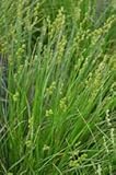 10 Stück Carex Pensylvanica (Pennsylvania-Segge) Grassamen