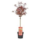 Plant in a Box - Acer palmatum 'Shaina' - Japanischer Ahornbaum winterhart - Rote Blätter - Topf...