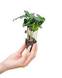 PLNTS - Baby Coffea Arabica - Zimmerpflanze - Echte Pflanzen für Drinnen - 4cm Stecklinge - Höhe...