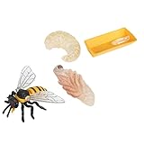 SUPVOX Bienen Lebenszyklus Modell Teilig Lernspielzeug Kunststoff Pädagogisch Realistische...
