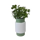 Einzigartige zylindrische, farbblockierende Blumenkästen aus Schmiedeeisen mit Drainagelöchern,...