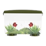 Winziges Goldfischbecken, kleines Goldfischbecken | Rechteckiges, flaches Fischaquarium mit...