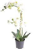 Nova-Nature künstliche Orchidee Bora (Orchideen Pflanze/Phalaenopsis) im schwarzen Kunststofftopf...