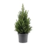 Bloomique – Picea Glauca December – Mini-Weihnachtsbaum – Zwergfichte – Weihnachtsdekoration...