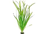 Riesenwasserschraube Vallisneria australis Gigantea, Aquarienpflanze bis 100 cm, Grün