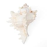 Große natürliche Muscheln, große Ozeanmuscheln, 16–18 cm, Jumbo-Muscheln, perfekt für...