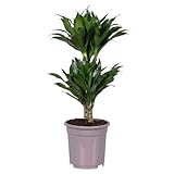 Plant in a Box - Dracaena deremensis 'Compacta' - Drachenbaum - Zimmerpflanze - ⌀ 17 cm - Höhe 50...