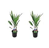 2er-Set Chinesische Hanfpalme Trachycarpus Fortunei, ca. 50 cm Höhe - Winterharte Palme für Garten...