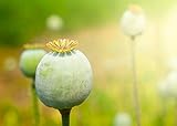 Schlafmohn Samen (50) (Papaver somniferum)