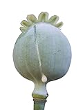 Echter Schlafmohn 100+ Samen , -Papaver Somniferum-