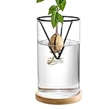 Avocado-Wachstumsvase, Avocado-Glas-Pflanztopf - Starter-Vase mit Holzsockel, 3-teiliges...