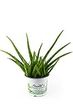 Aloe Vera Pflanze Wüstenlilie, volle Wirkung, ca. 1,5-2 Jahre alt