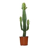 Bloomique - Euphorbia Acrurensis Zimmerpflanze - Kaktus Zimmerpflanzen - Topfpflanzen echt -...