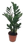 Glücksfeder, (Zamioculcas zamiifolia), Zamie, Zamia Farn, Zamia Palme, pflegeleichte Zimmerpflanze...