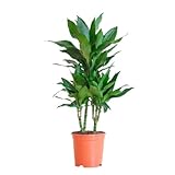 BloomPost Dracaena Janet Lind - 90-100 cm Zimmerpflanzen Echt - Indoor Pflanzen für Wohnung und...
