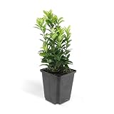 Bodendecker - Kriechspindel - Euonymus japonicus 'Green Spire' - 9cm Topf - Set mit 40 Pflanzen