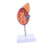 Kisangel Lebensgroß Anatomisches Organmodell Abnehmbar Mit Sockel Für Biologie und Medizinstudium