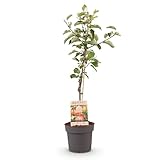 GreenboutiQ - Obstpflanze - Apfelbaum - Malus domestica Elstar - Roter grüner Apfel - Topf 21cm...