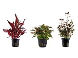 Tropica Pflanzen Set mit 3 schönen roten Topf Pflanzen Aquariumpflanzenset Nr.13 Wasserpflanzen...