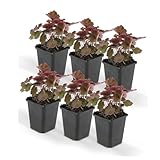 Bodendecker - Purpurglöckchen - Heuchera mic. 'Palace Purple' - 9cm Topf - Set mit 6 Pflanzen