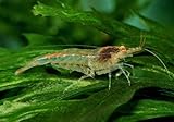 AquaBreedingSkill Garnelen Aquarium – Neocaridina Zwerggarnelen, 15 Stück im Set – Der...