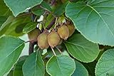 selbstfruchtende Kiwi Jenny Kiwibaum 60-100 cm Actinidia Obstbaum Rarität Kiwi Pflanze winterhart