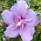 hibiskus - deko wohnzimmer hibiskussamen hecken sträucher winterharte kübelpflanzen, deko...