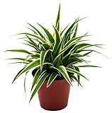 Grünlilie, (Chlorophytum comosum), luftreinigende Zimmer und Büropflanze, (1 Pflanze im 12cm Topf,...