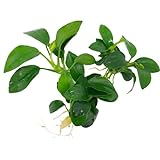 Anubias nana Petite, Wasserpflanze Loose mit Wurzeln, Kleine Anubias Marke Daxton-Plant