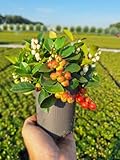 Gaultheria procumbens ‘Big Berry’ – Immergrüne Teppichbeere mit roten Beeren – Zierpflanze...
