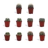 DutchLeafs Kugelkaktus Mix 10 Stück Verschiedene Mini-Kakteen - Topf 5,5 cm - Mammillaria Kaktus...