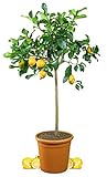 Meine Orangerie Zitronenbaum Grande - echter Citrusbaum - 100 bis 120 cm - veredelte Zitrone im 12...