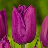 Tulpenzwiebeln Double 'Violett Passion' (20 Zwiebeln) exklusive Tulpen aus Holland, winterhart und...