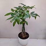 10 Stück grüne Pachira Macrocarpa Bonsai-Baumsamen