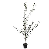 Pflaumenbaum Königin Viktoria sehr saftige selbstfruchtbare Pflaume 110-140 cm Buschbaum 9,5 L Topf