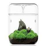 Kleines Glas-Pflanzenterrarium 12x17,5 cm Sukkulenten-Luftplanter Farnmoos Mikrolandschaftsvase für...